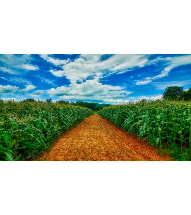 Кроки поки 1